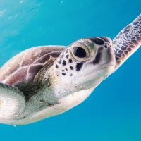Turtle Wallpaper